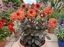 Load image into Gallery viewer, OpenPlantData Dahlia Camelot
