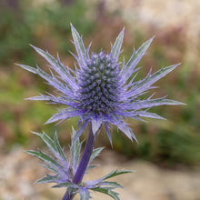 Load image into Gallery viewer, OpenPlantData Eryngium Bourgatii
