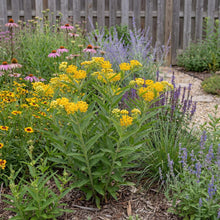 Load image into Gallery viewer, OpenPlantData Asclepias tuberosa Hello Yellow
