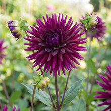 Load image into Gallery viewer, OpenPlantData Dahlia Purple Gem
