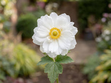 Load image into Gallery viewer, OpenPlantData Anemone Whirlwind
