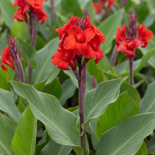 Load image into Gallery viewer, OpenPlantData Canna generalis Robert Kemp
