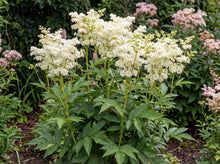 Load image into Gallery viewer, OpenPlantData Filipendula ulmaria Flore Pleno
