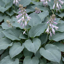 Load image into Gallery viewer, OpenPlantData Hosta Blue Angel

