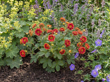 Load image into Gallery viewer, OpenPlantData Potentilla Arc-en-ciel
