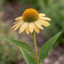 Load image into Gallery viewer, OpenPlantData Echinacea purpurea Mellow Yellows

