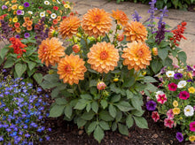 Load image into Gallery viewer, OpenPlantData Dahlia GoGo Orange
