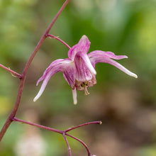 Load image into Gallery viewer, OpenPlantData Epimedium grandiflorum Red Beauty
