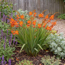 Load image into Gallery viewer, OpenPlantData Crocosmia × crocosmiiflora Babylon
