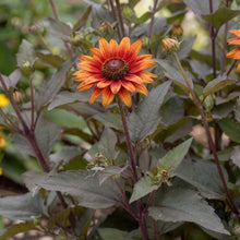 Load image into Gallery viewer, OpenPlantData Heliopsis helianthoides var. scabra Luna Roja

