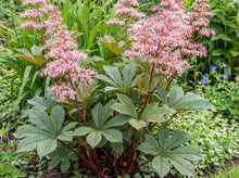 Load image into Gallery viewer, OpenPlantData Rodgersia pinnata Superba
