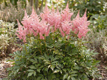 Load image into Gallery viewer, OpenPlantData Astilbe Younique Salmon
