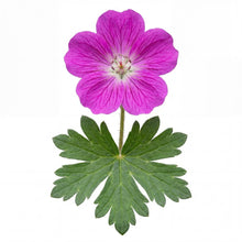 Load image into Gallery viewer, OpenPlantData Geranium Max Frei
