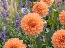 Load image into Gallery viewer, OpenPlantData Dahlia Summer Sunset

