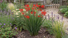 Load image into Gallery viewer, OpenPlantData Crocosmia Miss Scarlet
