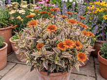 Load image into Gallery viewer, OpenPlantData Heliopsis Heli Orange Marble
