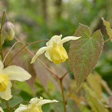 Load image into Gallery viewer, OpenPlantData Epimedium versicolor Sulphureum
