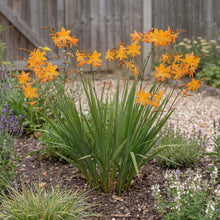 Load image into Gallery viewer, OpenPlantData Crocosmia crocosmiiflora Star of the East
