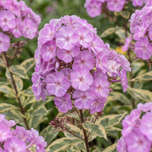 Load image into Gallery viewer, OpenPlantData Phlox paniculata Olympus
