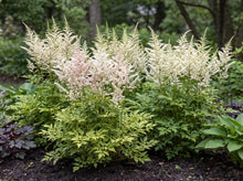 Load image into Gallery viewer, OpenPlantData Astilbe 'Milk and Honey'
