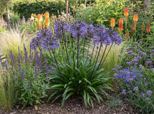 Load image into Gallery viewer, OpenPlantData Agapanthus Black Buddha
