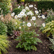 Load image into Gallery viewer, OpenPlantData Anemone Whirlwind
