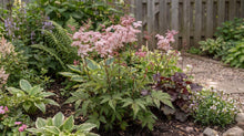 Load image into Gallery viewer, OpenPlantData Filipendula Wbprest
