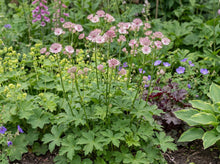 Load image into Gallery viewer, OpenPlantData Astrantia Sparkling Stars Pink
