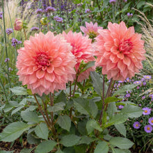 Load image into Gallery viewer, OpenPlantData Dahlia Ottos Thrill
