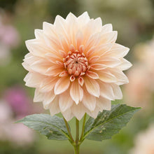 Load image into Gallery viewer, OpenPlantData Dahlia Café au Lait
