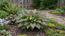 Load image into Gallery viewer, OpenPlantData Hosta First Blush
