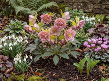 Load image into Gallery viewer, OpenPlantData Helleborus hybridus Double Ellen Picotee
