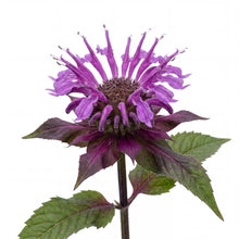 Load image into Gallery viewer, OpenPlantData Monarda Beauty Of Cobham
