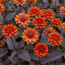 Load image into Gallery viewer, OpenPlantData Heliopsis Helianthoides Bleeding Hearts

