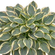 Load image into Gallery viewer, OpenPlantData Hosta Mighty Mouse
