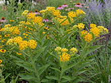 Load image into Gallery viewer, OpenPlantData Asclepias tuberosa Hello Yellow
