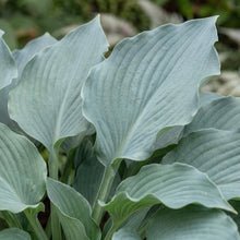 Load image into Gallery viewer, OpenPlantData Hosta Skywriter
