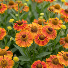 Load image into Gallery viewer, OpenPlantData Helenium Bandera
