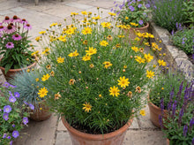 Load image into Gallery viewer, OpenPlantData Coreopsis verticillata Zagreb
