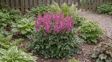 Load image into Gallery viewer, OpenPlantData Astilbe chinensis var. pumila

