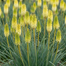 Load image into Gallery viewer, OpenPlantData Kniphofia Ice Queen
