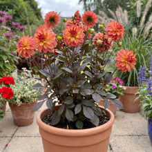 Load image into Gallery viewer, OpenPlantData Dahlia Camelot
