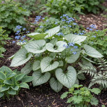 Load image into Gallery viewer, OpenPlantData Brunnera macrophylla Alexanders Great
