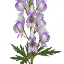 Load image into Gallery viewer, OpenPlantData Aconitum cammarum Bicolor
