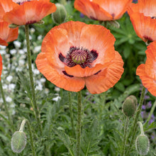 Load image into Gallery viewer, OpenPlantData Papaver Pinnacle

