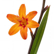 Load image into Gallery viewer, OpenPlantData Crocosmia hybrida Fire Starter
