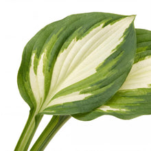 Load image into Gallery viewer, OpenPlantData Hosta Color Festival
