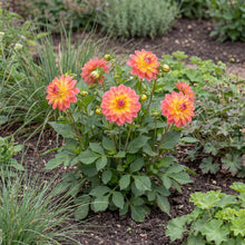 Load image into Gallery viewer, OpenPlantData Dahlia Firepot
