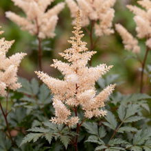 Load image into Gallery viewer, OpenPlantData Astilbe Peach Blossom
