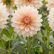 Load image into Gallery viewer, OpenPlantData Dahlia Café au Lait
